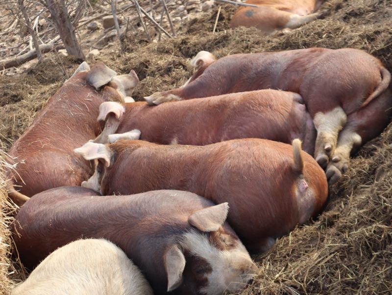 Hogs at Green Meadows Farm