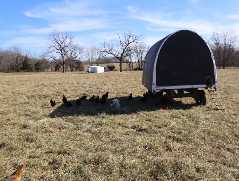 Chicken Tracker at Green Meadows Farm