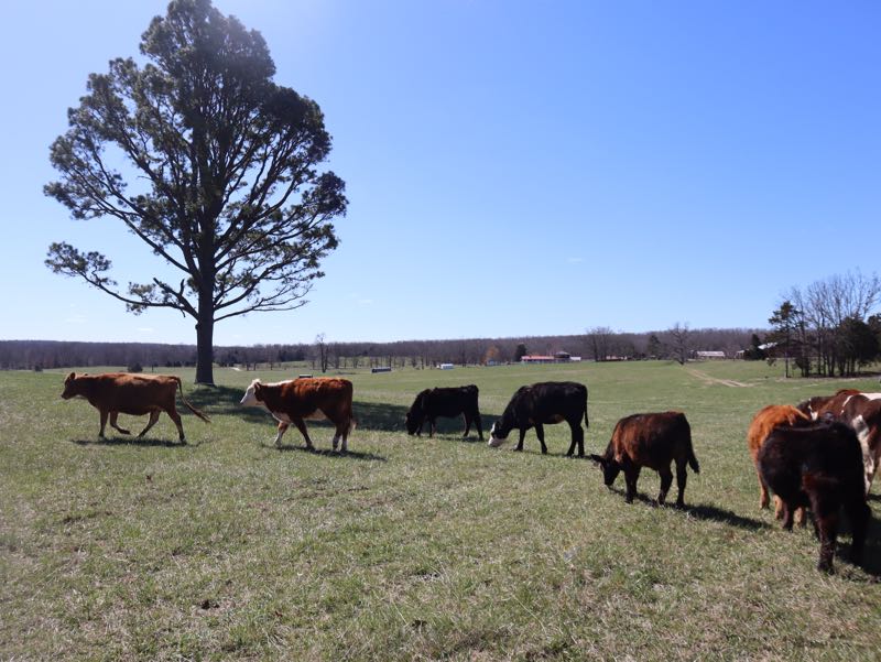 Cattle at Green Meadows Farm