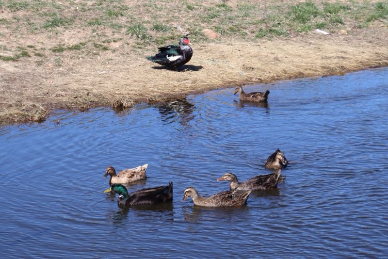 Ducks at Green Meadows Farm