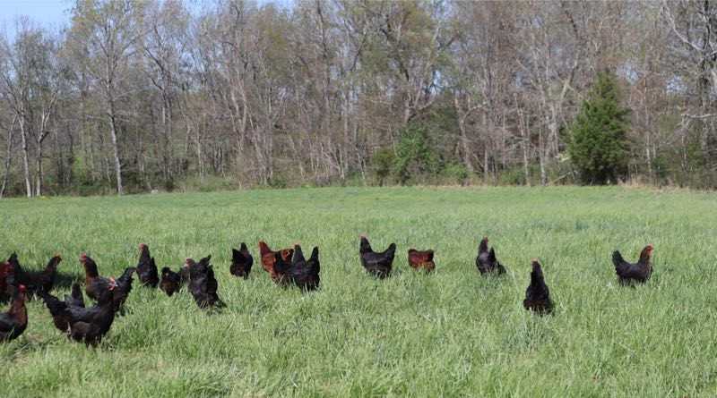 Green Meadows Farm Chickens