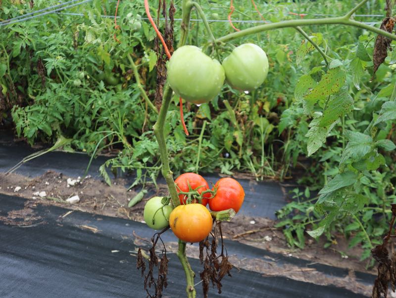 Green Meadows Farm - Garden Tomatoes